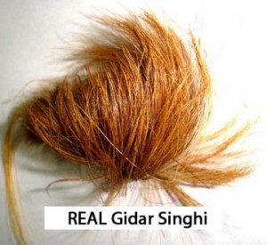 real-gidar-siyar-singi